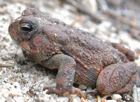 Fowler's Toad